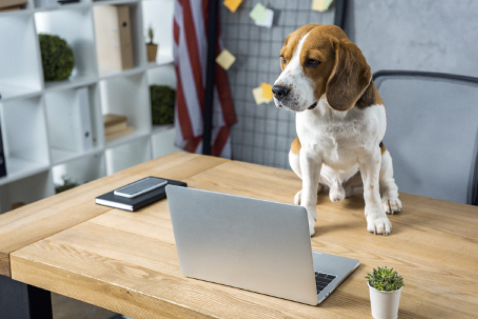 Hund vor einem Laptop